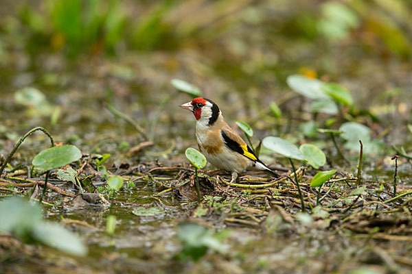 Stieglitz (Carduelis carduelis)