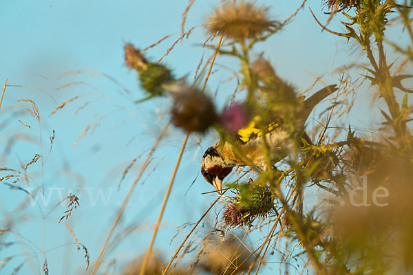 Stieglitz (Carduelis carduelis)