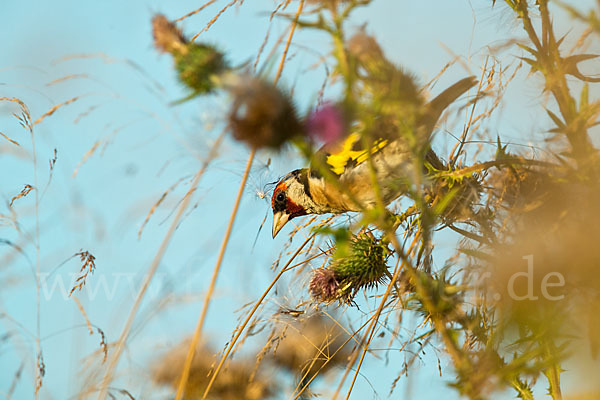 Stieglitz (Carduelis carduelis)