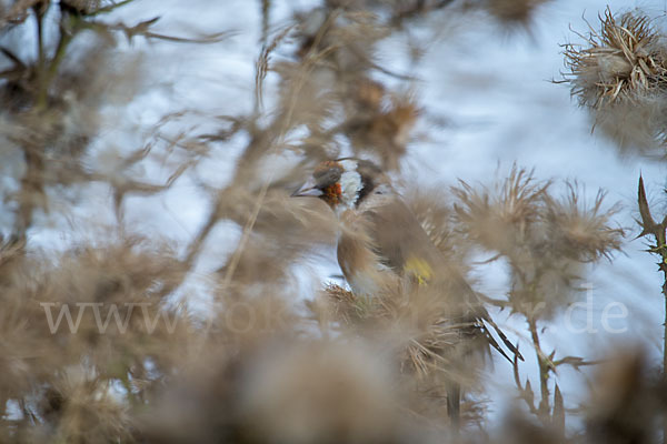 Stieglitz (Carduelis carduelis)