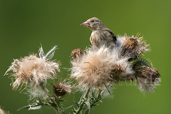 Stieglitz (Carduelis carduelis)