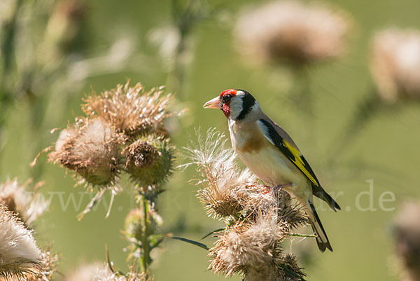 Stieglitz (Carduelis carduelis)