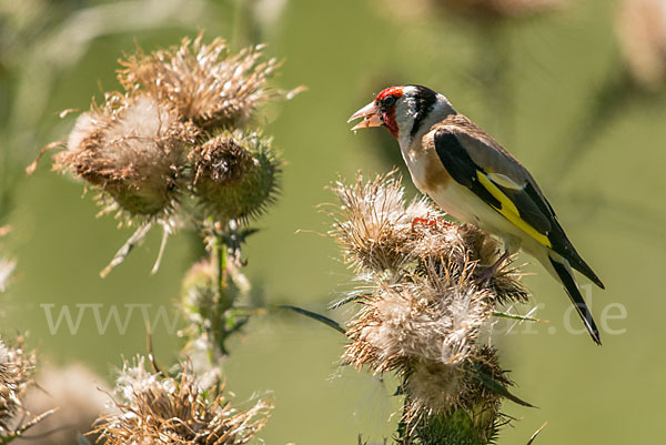 Stieglitz (Carduelis carduelis)