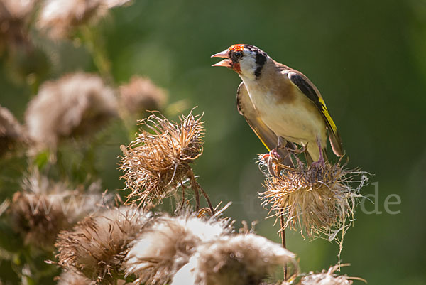 Stieglitz (Carduelis carduelis)