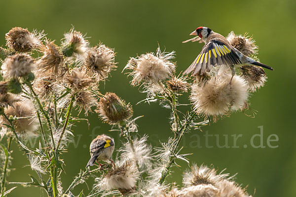 Stieglitz (Carduelis carduelis)