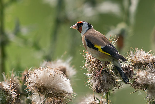 Stieglitz (Carduelis carduelis)