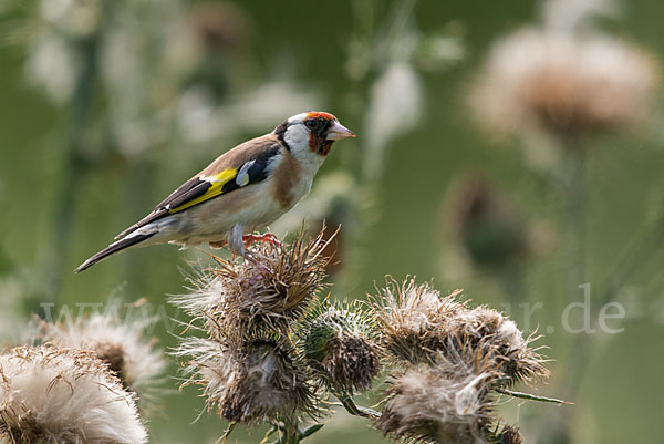 Stieglitz (Carduelis carduelis)