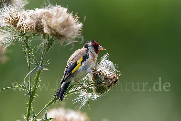 Stieglitz (Carduelis carduelis)