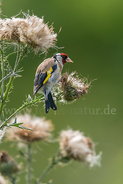 Stieglitz (Carduelis carduelis)