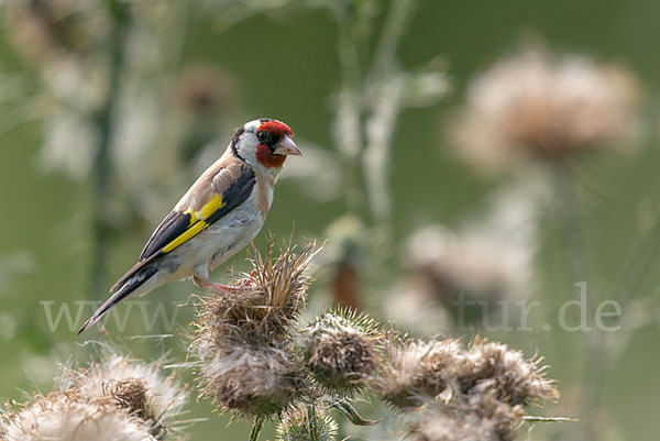 Stieglitz (Carduelis carduelis)