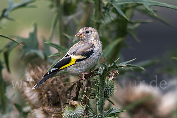 Stieglitz (Carduelis carduelis)