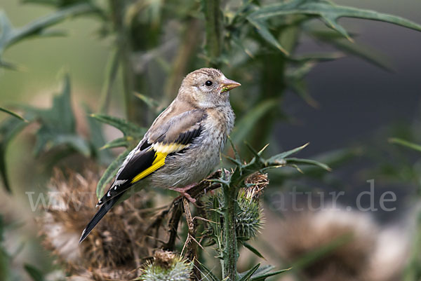 Stieglitz (Carduelis carduelis)