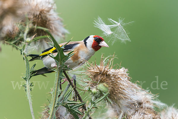 Stieglitz (Carduelis carduelis)