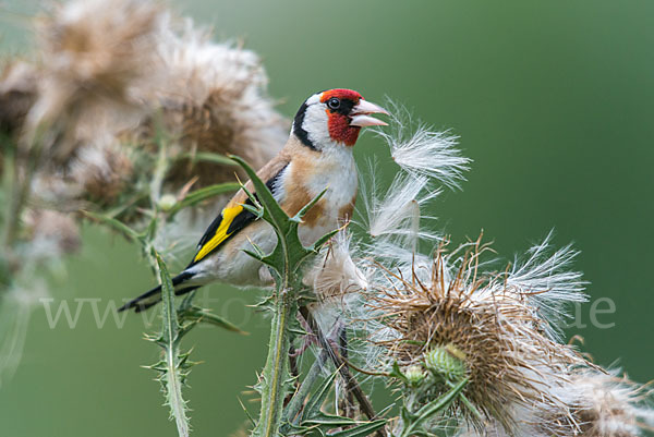 Stieglitz (Carduelis carduelis)