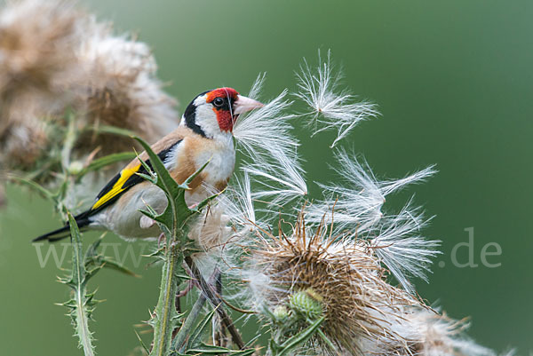 Stieglitz (Carduelis carduelis)