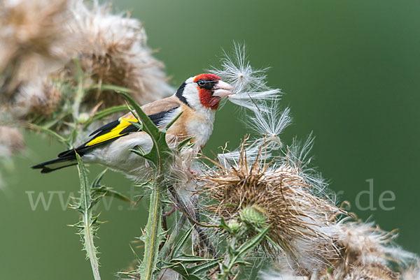 Stieglitz (Carduelis carduelis)