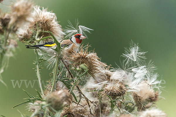 Stieglitz (Carduelis carduelis)