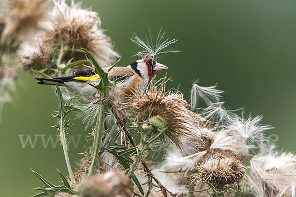 Stieglitz (Carduelis carduelis)