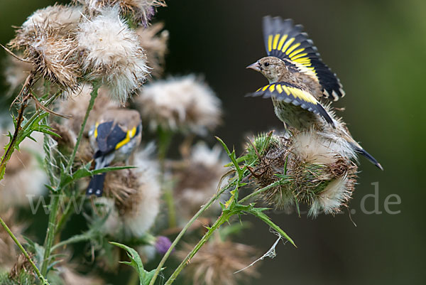 Stieglitz (Carduelis carduelis)