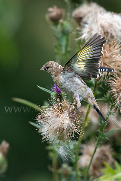 Stieglitz (Carduelis carduelis)