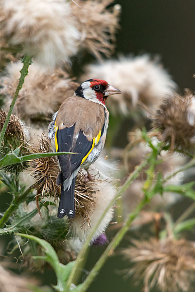 Stieglitz (Carduelis carduelis)