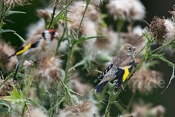 Stieglitz (Carduelis carduelis)