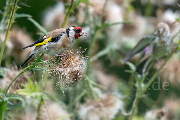 Stieglitz (Carduelis carduelis)