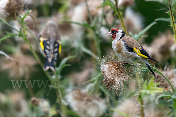 Stieglitz (Carduelis carduelis)