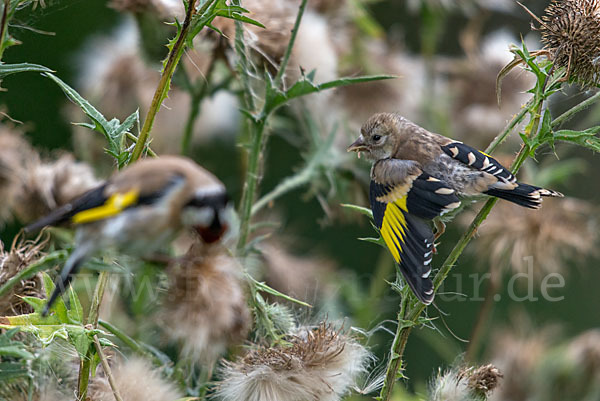 Stieglitz (Carduelis carduelis)