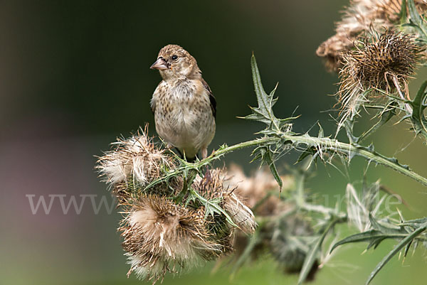 Stieglitz (Carduelis carduelis)