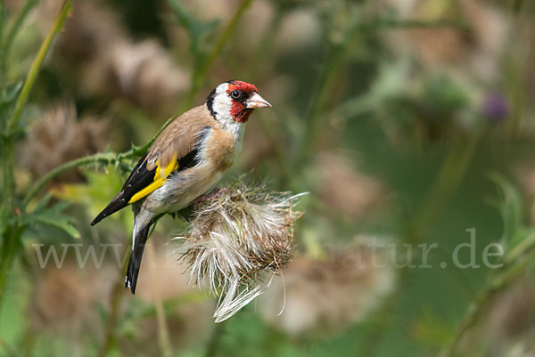 Stieglitz (Carduelis carduelis)