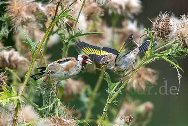 Stieglitz (Carduelis carduelis)