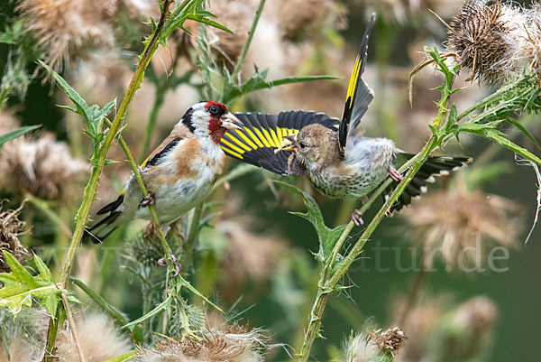 Stieglitz (Carduelis carduelis)