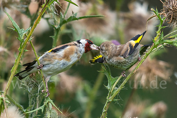 Stieglitz (Carduelis carduelis)