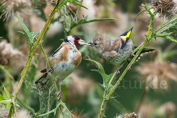 Stieglitz (Carduelis carduelis)