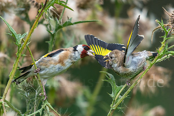 Stieglitz (Carduelis carduelis)