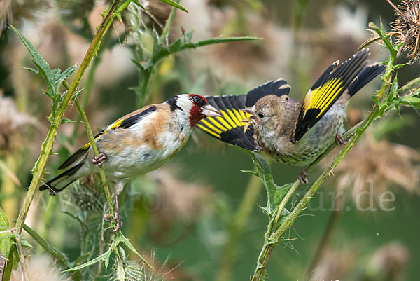 Stieglitz (Carduelis carduelis)