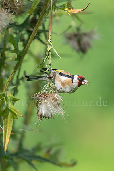 Stieglitz (Carduelis carduelis)