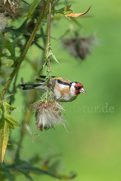 Stieglitz (Carduelis carduelis)