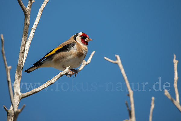 Stieglitz (Carduelis carduelis)