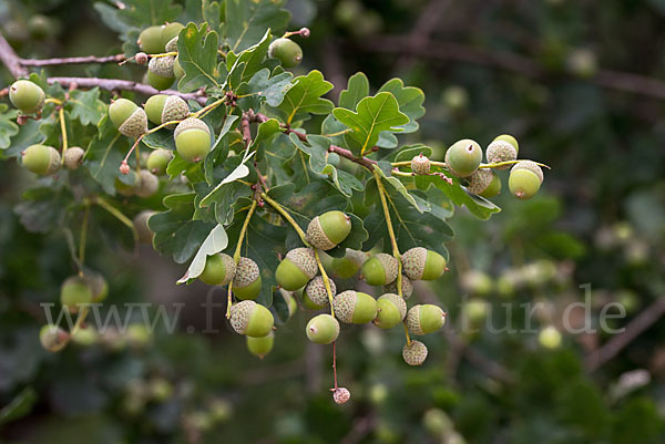 Stiel-Eiche (Quercus robur)