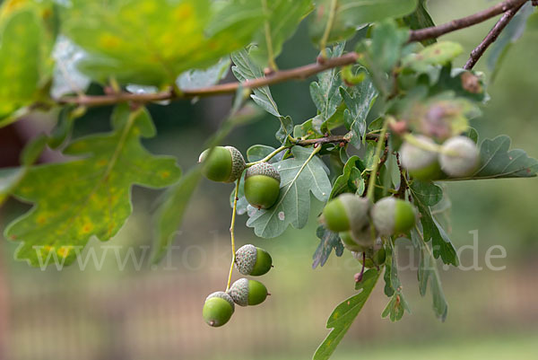 Stiel-Eiche (Quercus robur)