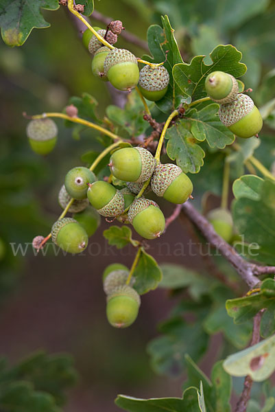 Stiel-Eiche (Quercus robur)