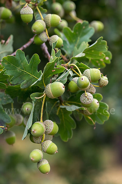 Stiel-Eiche (Quercus robur)