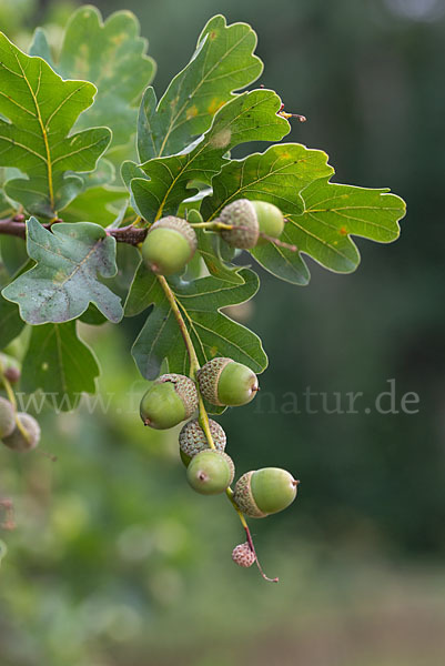 Stiel-Eiche (Quercus robur)