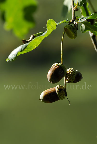 Stiel-Eiche (Quercus robur)