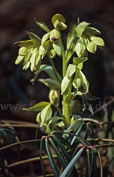 Stinkende Nieswurz (Helleborus foetidus)