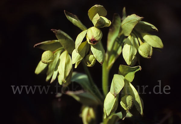 Stinkende Nieswurz (Helleborus foetidus)