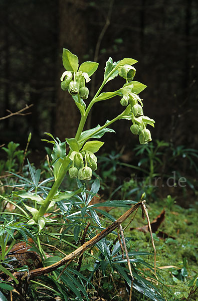 Stinkende Nieswurz (Helleborus foetidus)