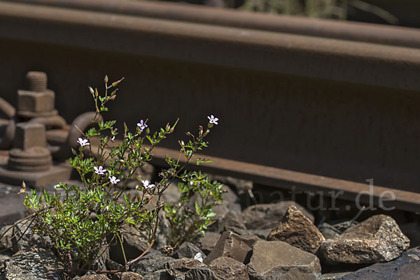 Stinkender Storchschnabel (Geranium robertianum)